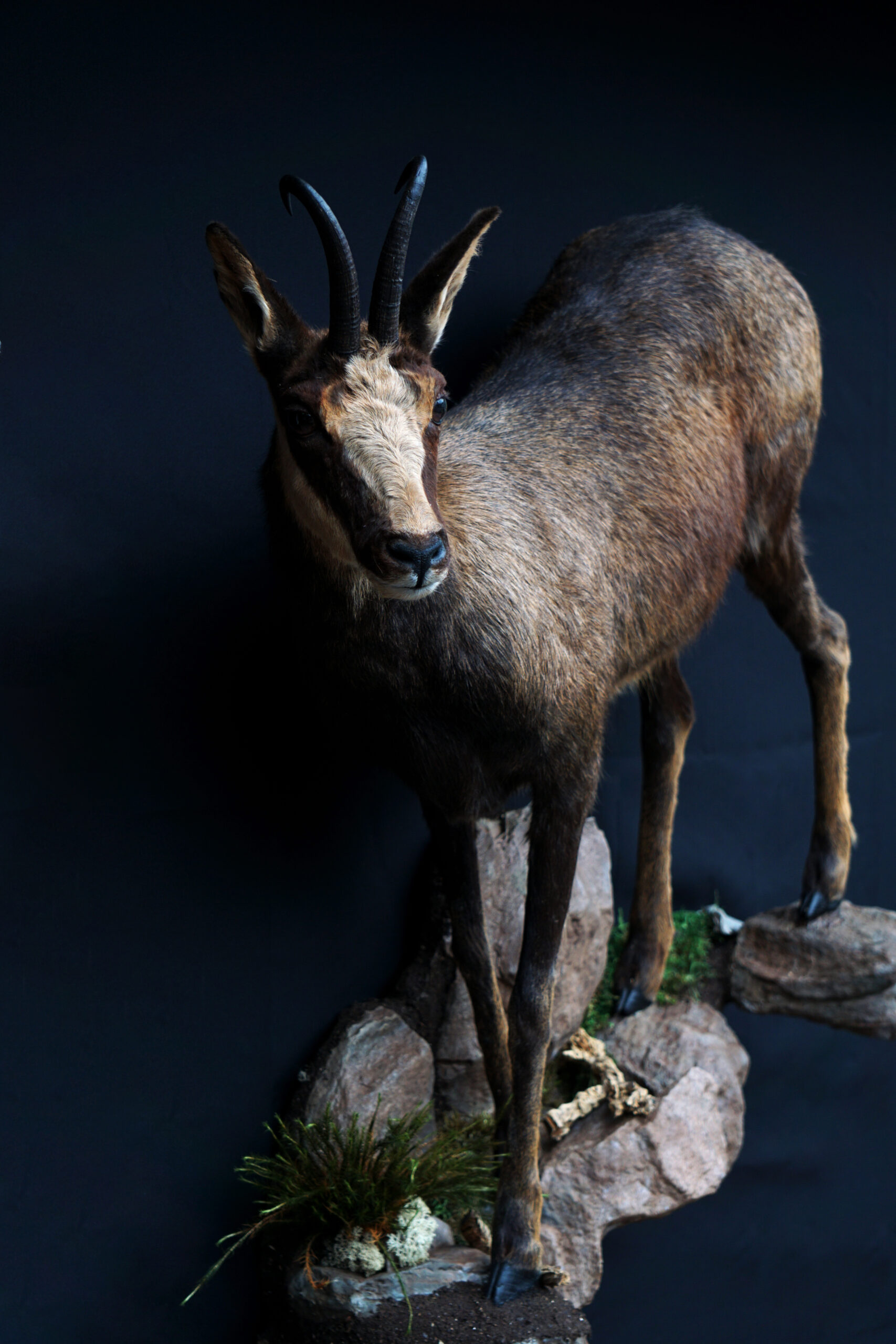 Trofaemontering_gemse