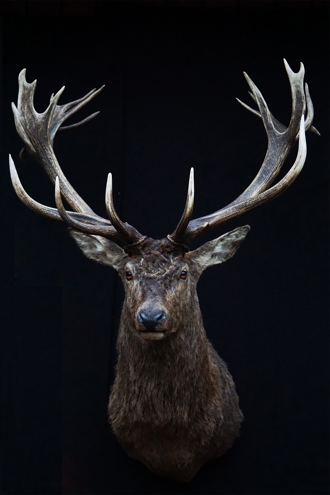 Kronhjort-langestrofæmontering-udstopning