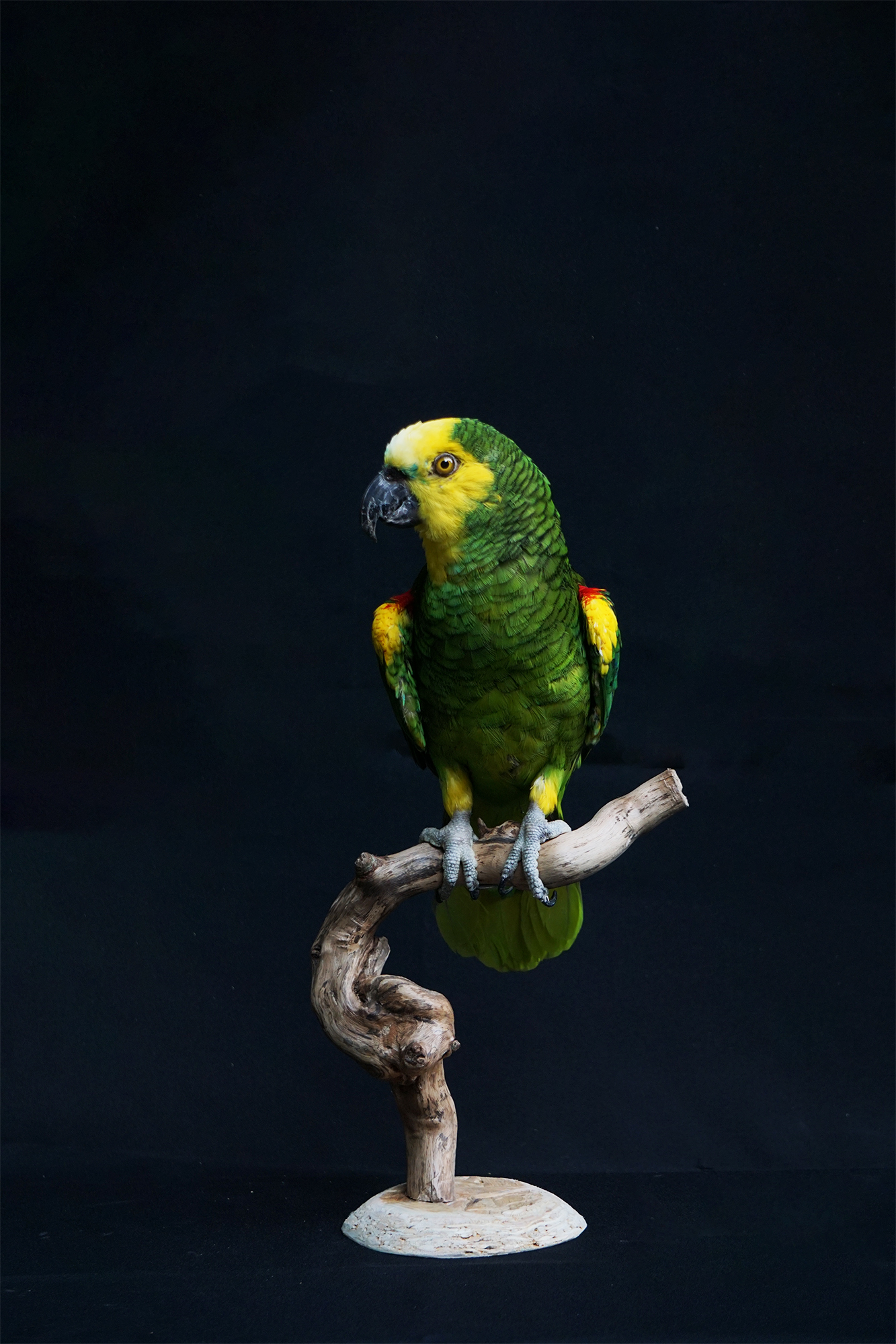 Langestrofæmontering-papegøje-grøn