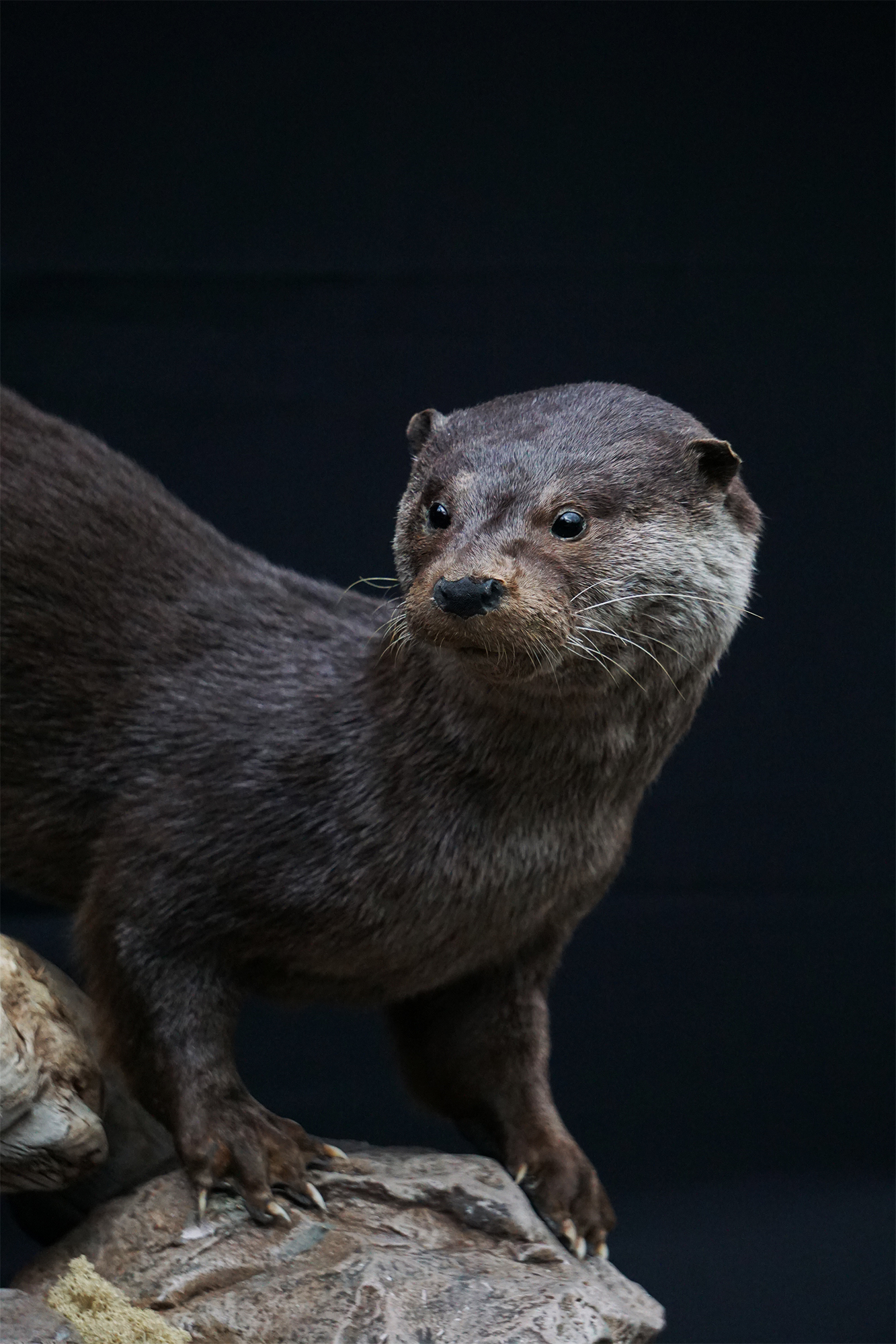 Odder-langestrofæmontering