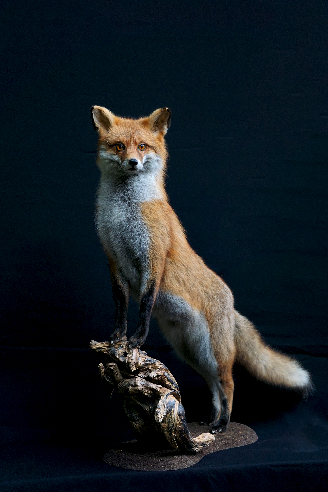 Ræv-langestrofæmontering