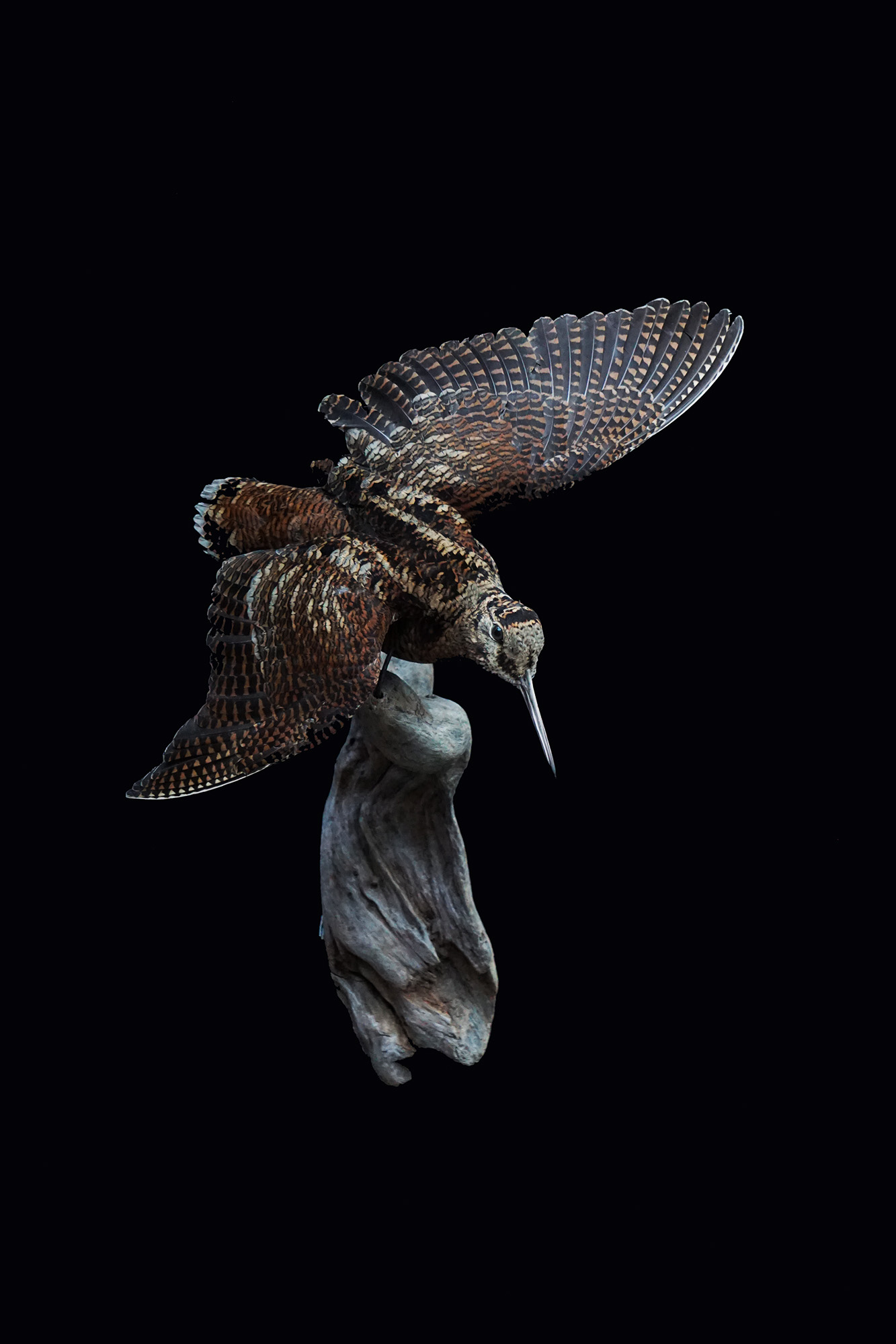 fugl-langes-trofaemontering